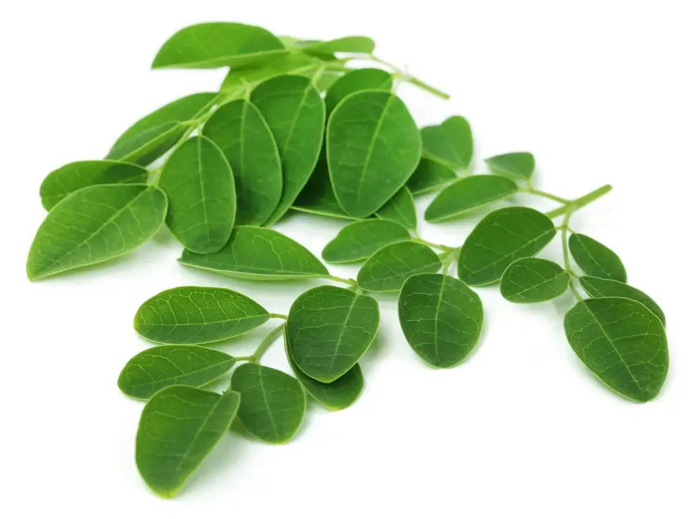 Feuilles de moringa bio riches en vitamines, minéraux et antioxydants,