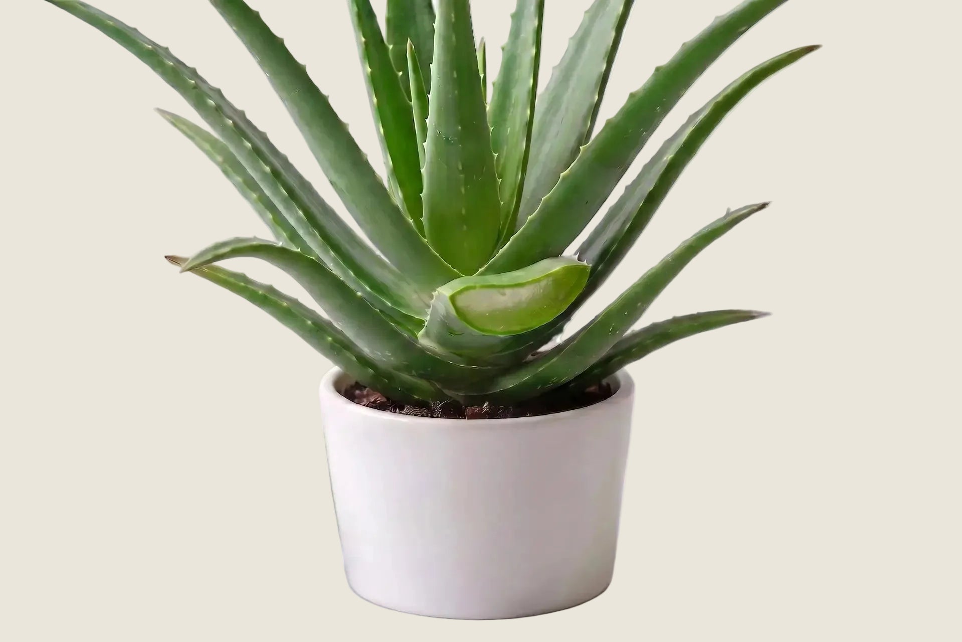 Une Plante d’aloe vera dans un pot blanc avec une tranche de feuille coupée laissant apparaître le gel