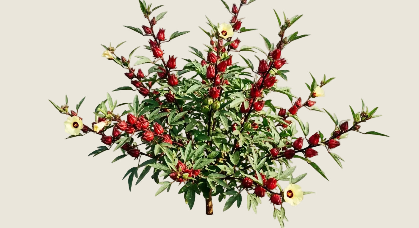 Plante d'hibiscus montrant les calices rouges utilisés pour la préparation du bissap